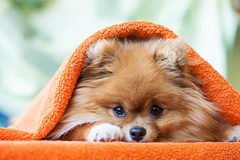 veterinary-dog-hiding-under-towel_AdobeStock_71747893-450.jpg