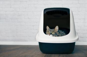 cat in litter box