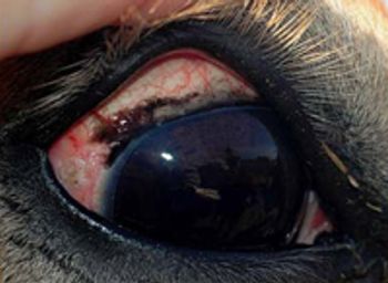 SCC-eye-body.jpg