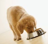 veterinary_food-651032-1384336617502.jpg