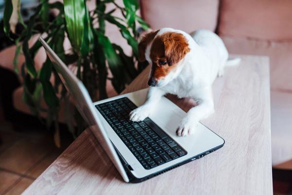 Wrap up: FDA urges pet food manufacturers to address avian influenza in food safety plans, and other news