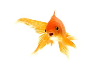 Quarantining fish