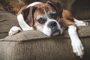 Is aging a disease?