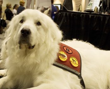 veterinary_February_calendar-658057-1384327644925.jpg
