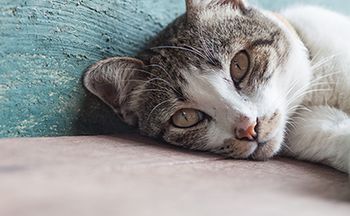 veterinary-cat-lying-down-AdobeStock_103150046-450.jpg