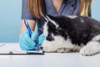 Veterinary assistants are not optional, they’re essential