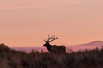 USDA confirms first New World screwworm detection in US wildlife