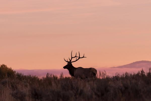 USDA confirms first New World screwworm detection in US wildlife