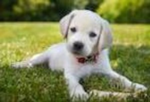 Puppy Talk: A Look at Canine Speech Preferences