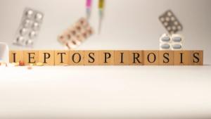 Q&A on leptospirosis: Urban risk, missed vaccines, and diagnostic mistakes