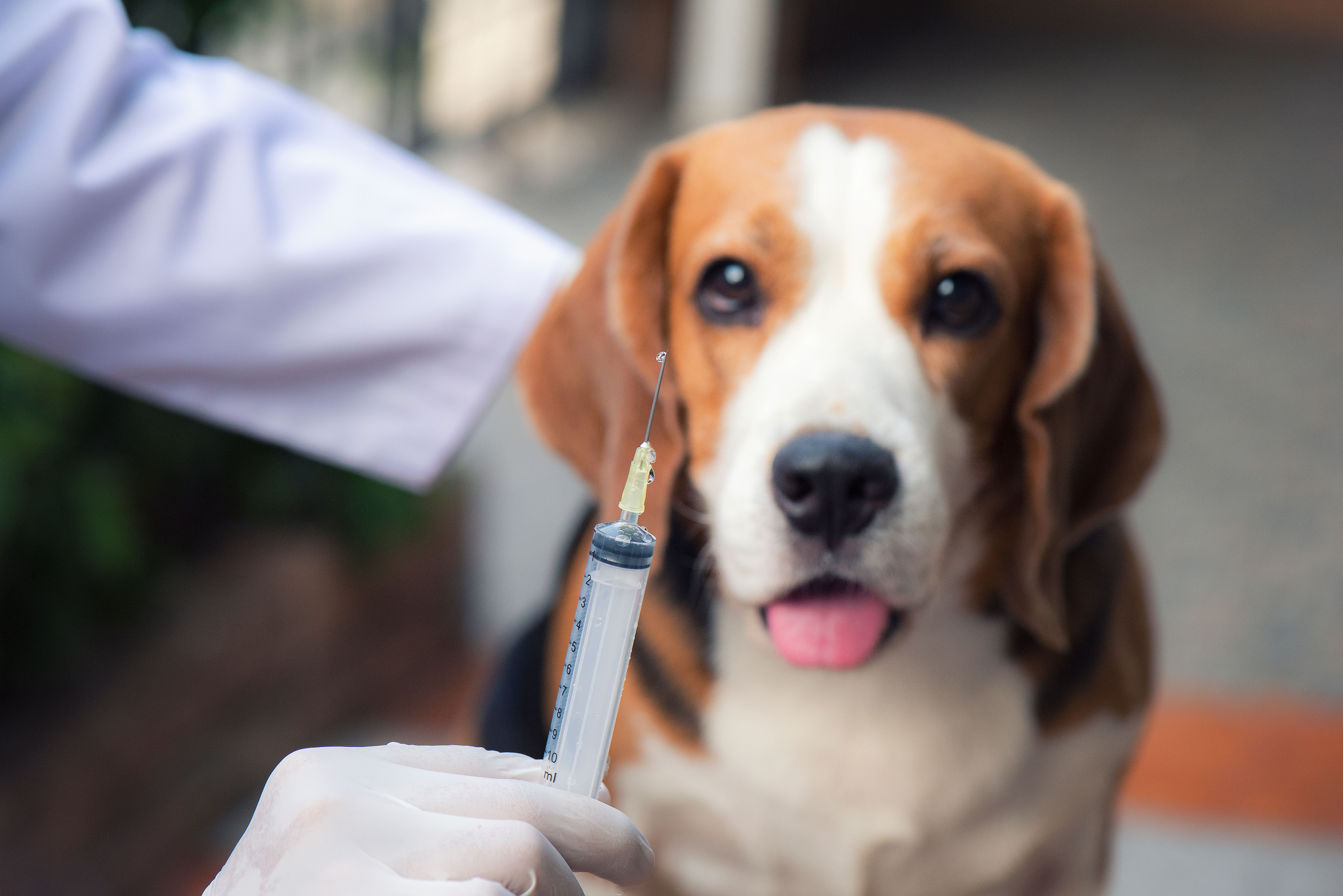 RNA-particle vaccine for canine influenza