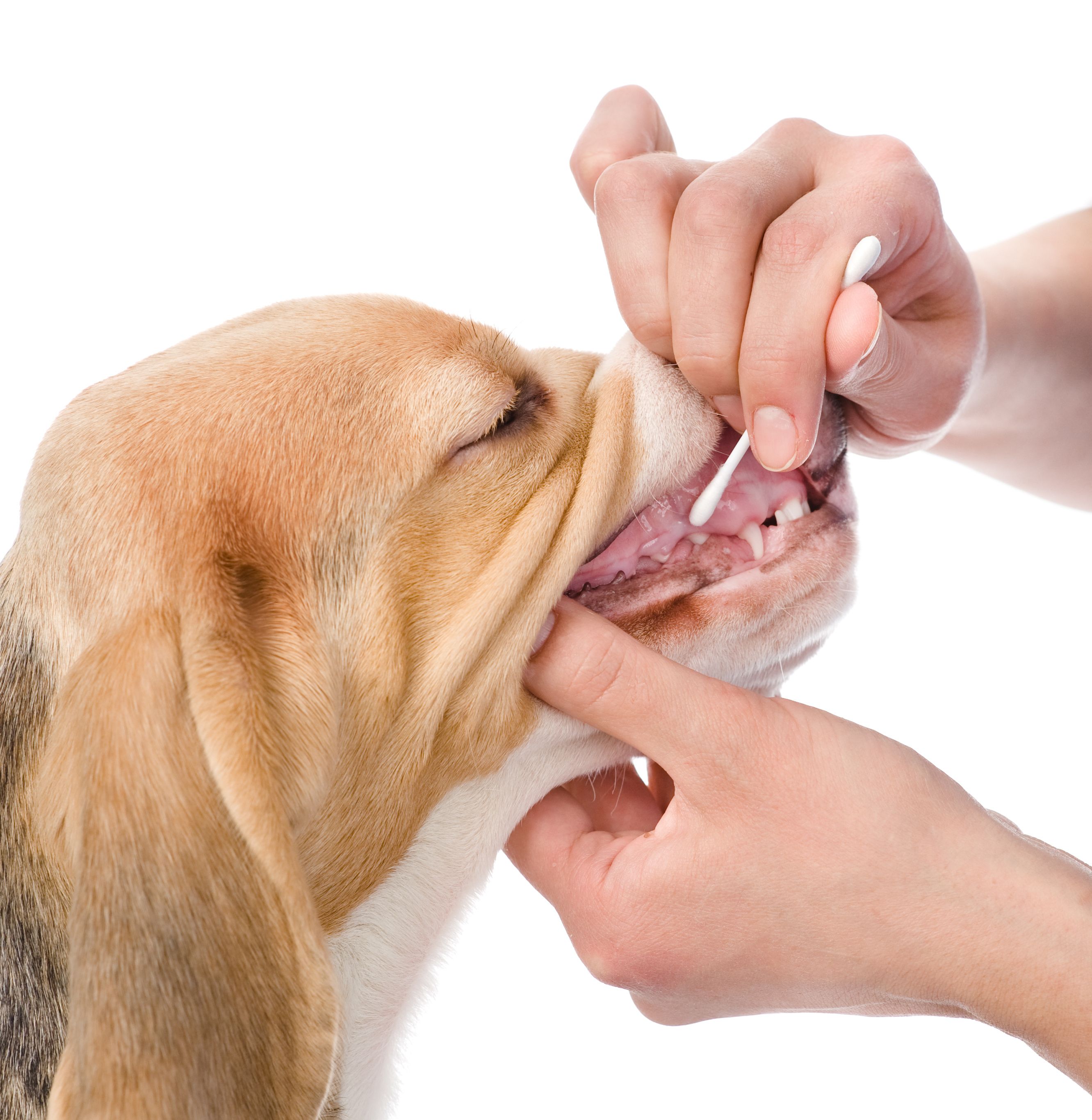 Extensive DNA check for puppies hits the industry Extensive DNA check for puppies hits the industry