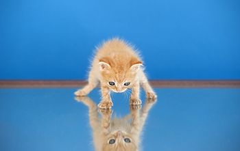 veterinary-cat-reflection-resilience-AdobeStock_283214988-450.jpg