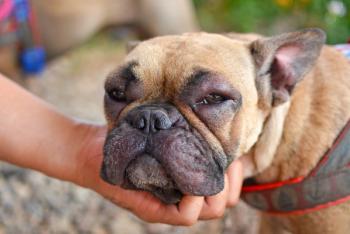 Atopic dermatitis in dogs