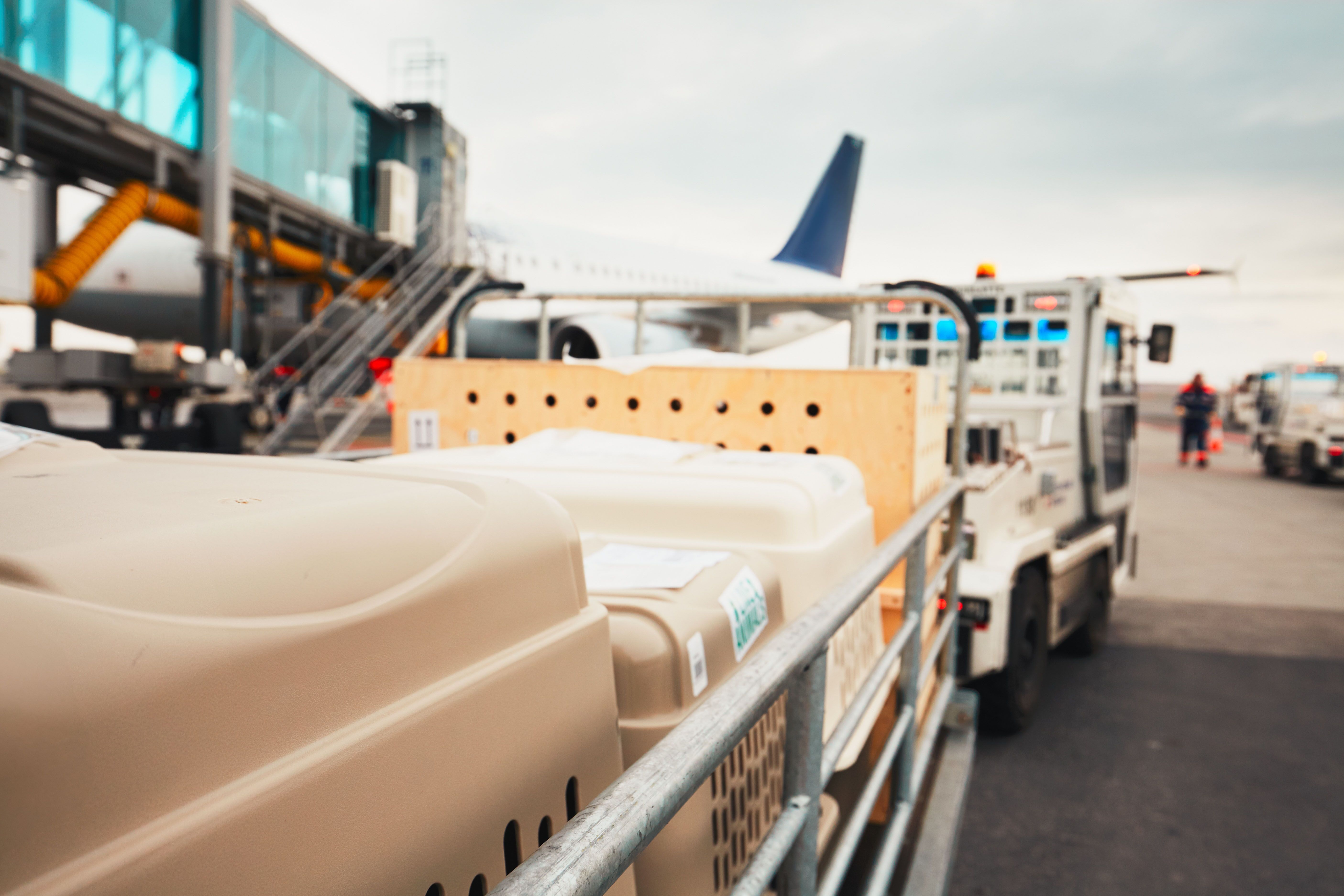 How to prepare for pet cargo travel How to prepare for pet cargo travel