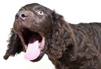 veteirnary_dog_open_mouth_shutterstock_301498712_450.jpg