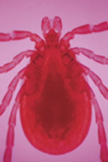 veterinary_deer_tick-718121-1384192760464.jpg