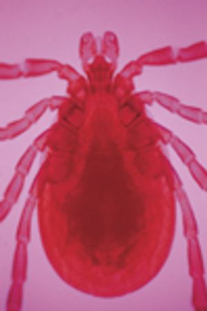 veterinary_deer_tick-718121-1384192760464.jpg