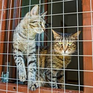 'Clear the Shelters' Organizers Hope to Find Homes for Tens of Thousands of Pets