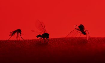 veterinary-red-mosquito-heartworm-2-AdobeStock_122095500-FLASH-450.jpeg