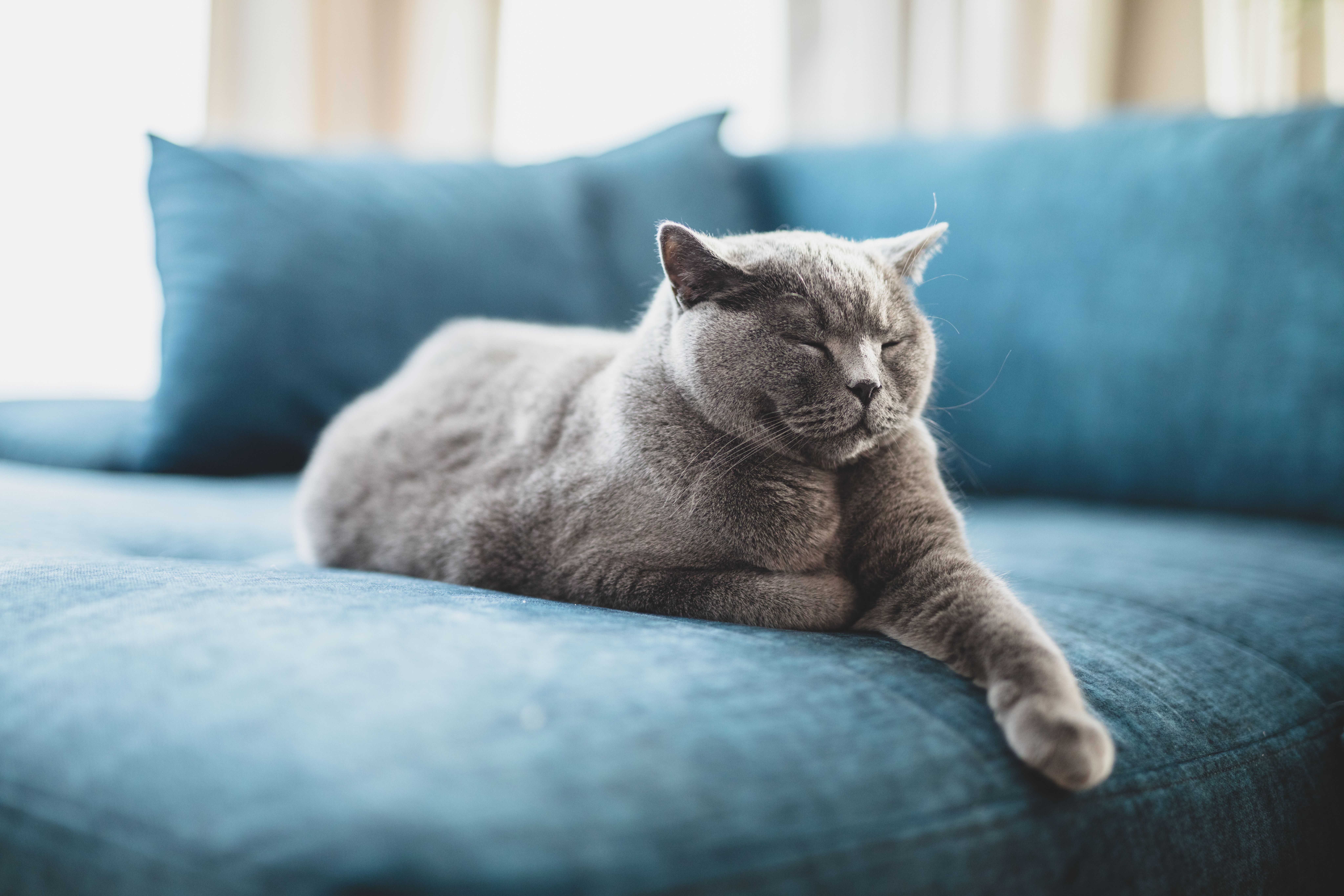 3 Must-sees on feline medicine 12 3 Must-sees on feline medicine