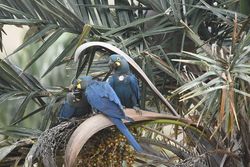 Lear's macaw reintroduced into wild and flourishing   