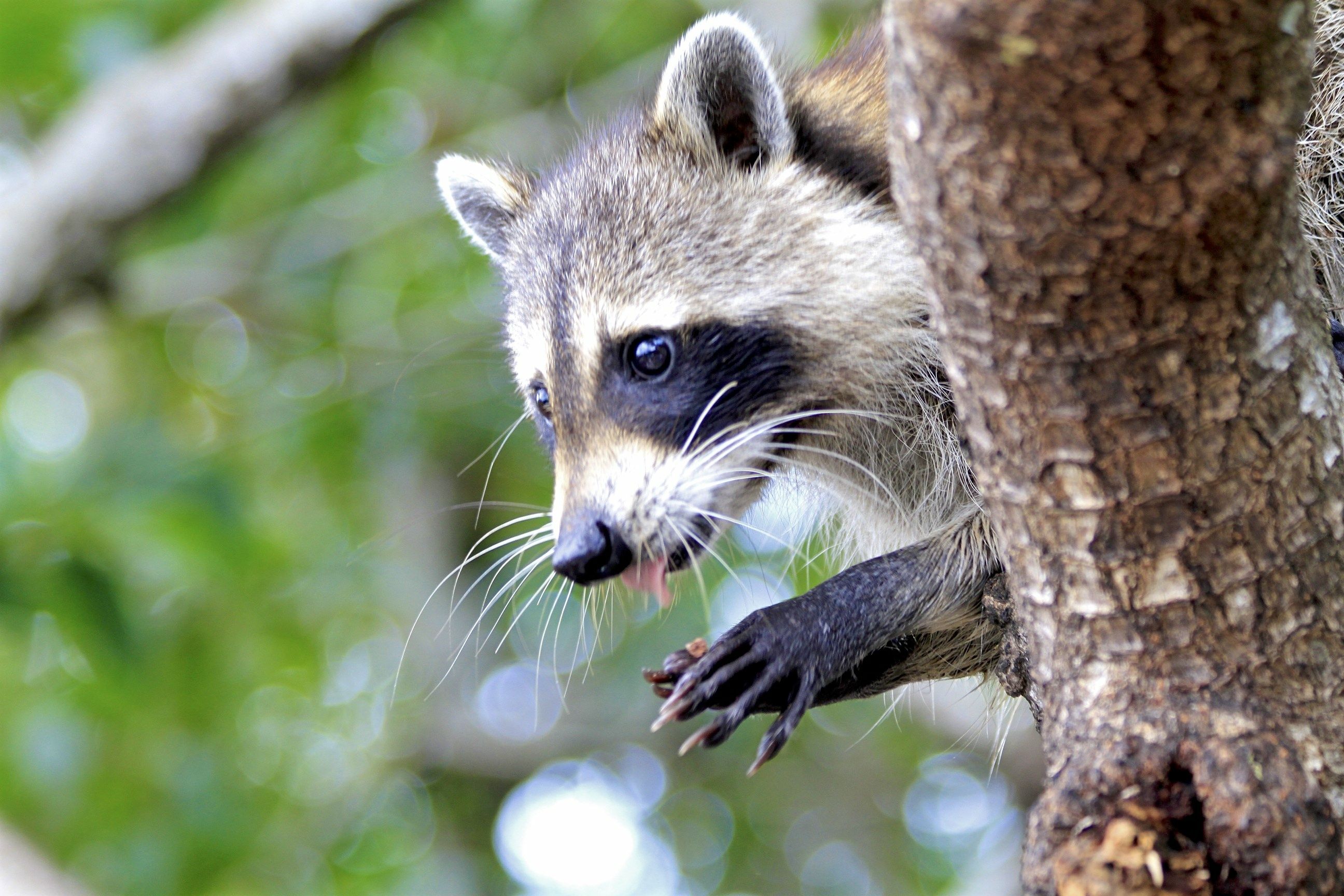 Taking the bite out of rabies, one species at a time