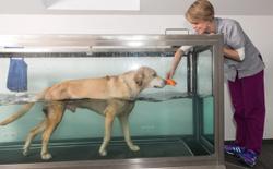 3 Must-reads on veterinary rehabilitation 