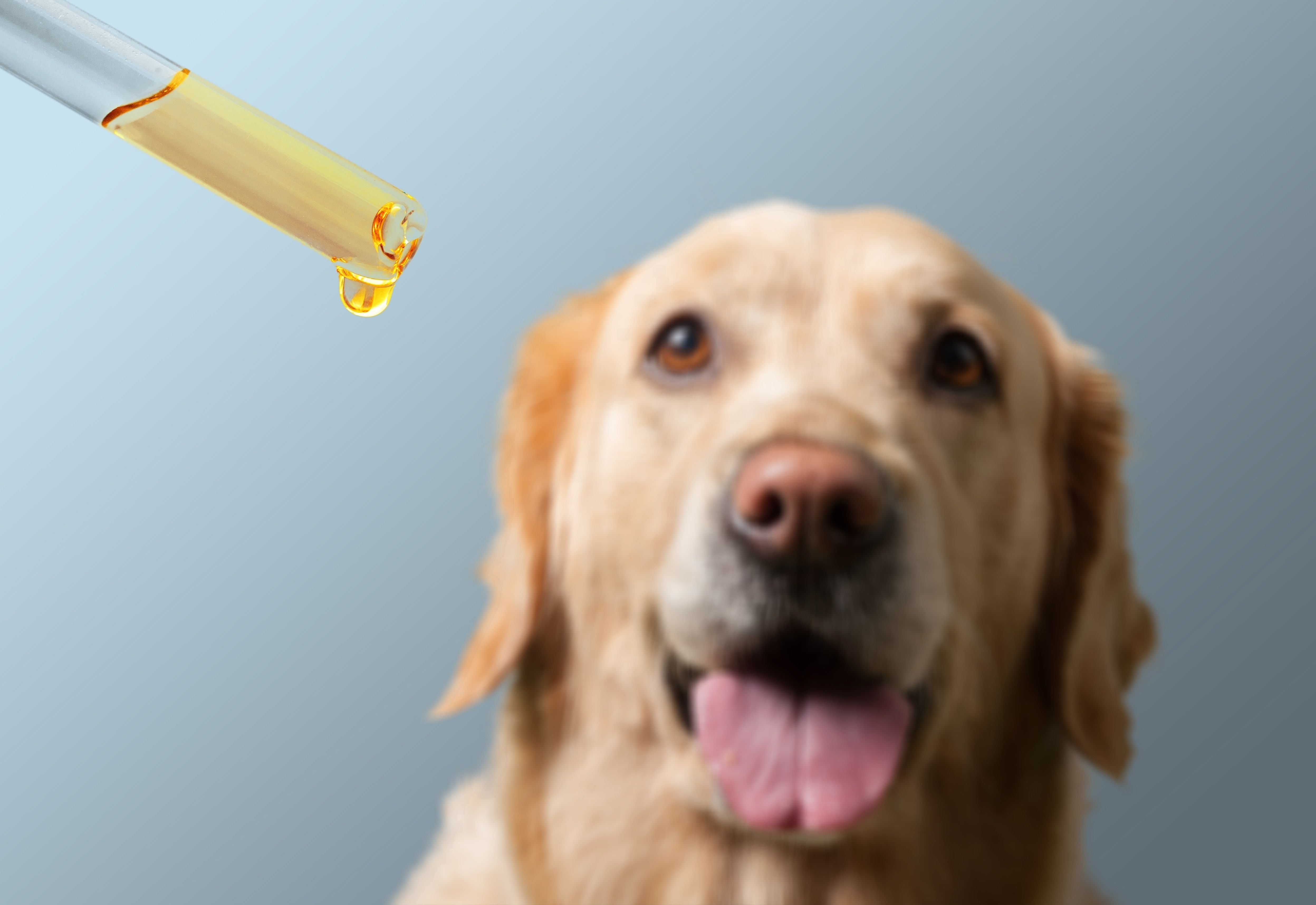 what cbd does for dog