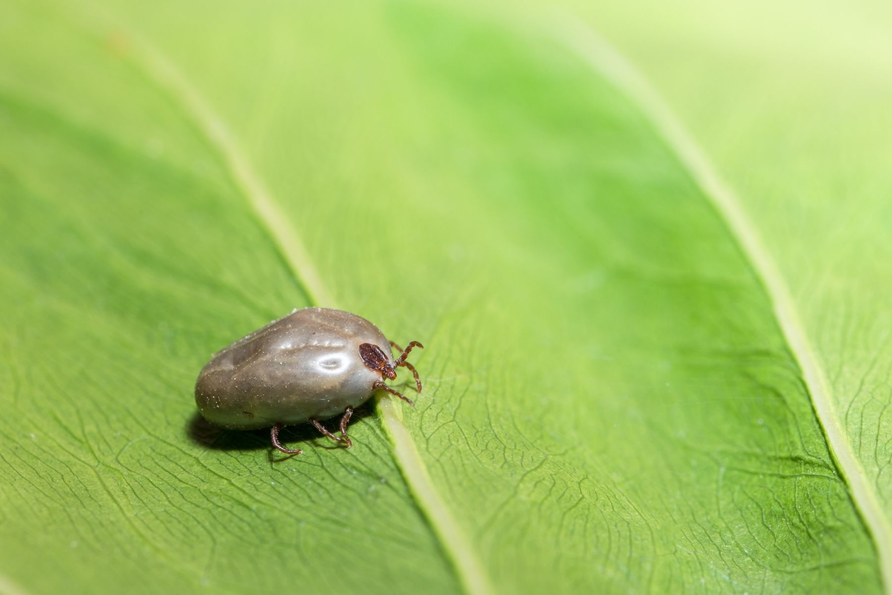 Haemaphysalis longicornis