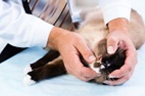 WVC 2017: The Kidney Is Key - Update on CKD