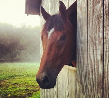 veterinary-horse-expression-1.jpg