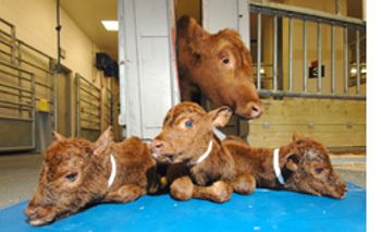 DVM_veterinarynews_cow_triplets_flash.s-int-588500-1384516803802.jpg