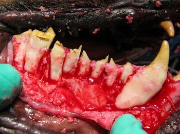 veterinary_Figure-15-841132-1404210069300.jpg