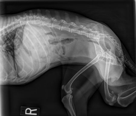 do dogs have to be sedated for x rays