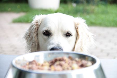 dog food without taurine