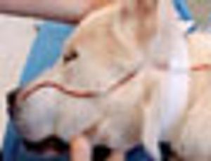 veterinary_oxygen_th-651181-1384336196763.jpg
