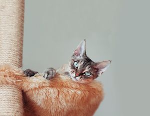 veterinary-cat-beautiful-devon-rex-cat-laying-on-the-scratching-post-in-hammock-138752741-body.jpg