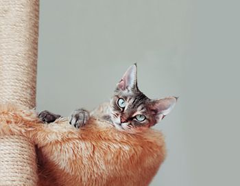 veterinary-cat-beautiful-devon-rex-cat-laying-on-the-scratching-post-in-hammock-138752741-body.jpg