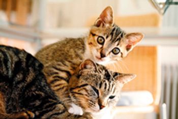 veterinary_cat_kitten_1011_220px_92947827.jpg