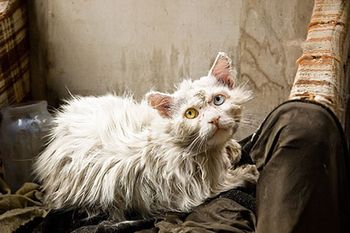 Veterinary-cat-abuse-hoarding-dirty-AdobeStock_