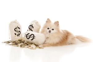 The Dilemma: What should you do if your veterinary clinic is robbed?