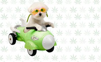 veterinary-space-dog-CBD-AdobeStock_24920765-