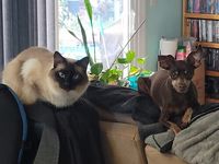 22-year-old cat survives accidental opioid ingestion after owner mix-up
