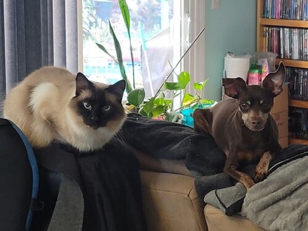 22-year-old cat survives accidental opioid ingestion after owner mix-up