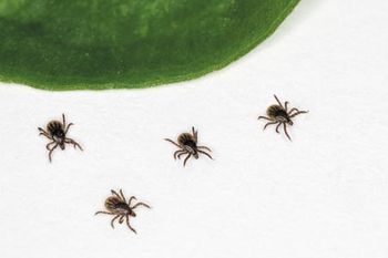veterinary-ticks-running-away-from-leaf-450px-shutterstock-660563056.jpg