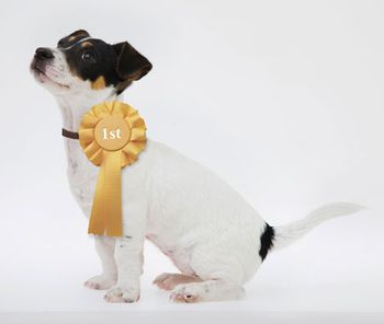 Veterinary_SuccessDog_450.jpg