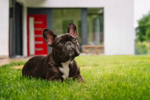 French bulldog puppy