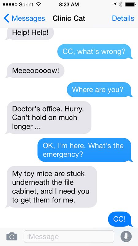 Your veterinary clinic cat gets bored at work | dvm360