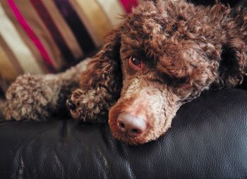 veterinary-dog-chocolate-miniature-sleeping-on-sofa-450px-shutterstock-619966607.jpg